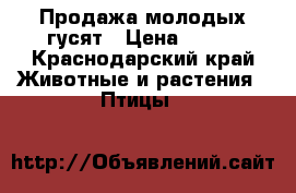 Продажа молодых гусят › Цена ­ 180 - Краснодарский край Животные и растения » Птицы   